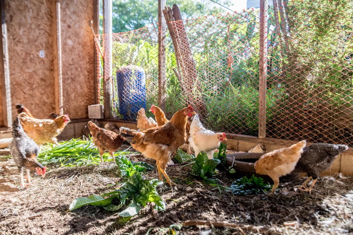 Hens on fresh greens