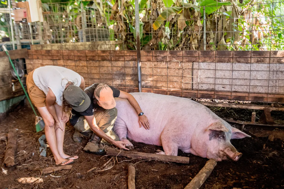 Checking on a resting sow