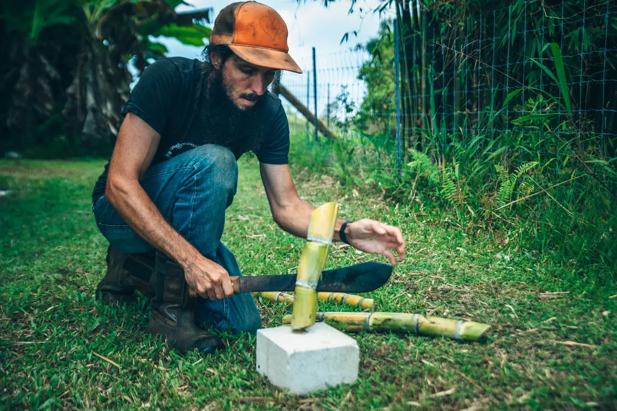 Cutting cane