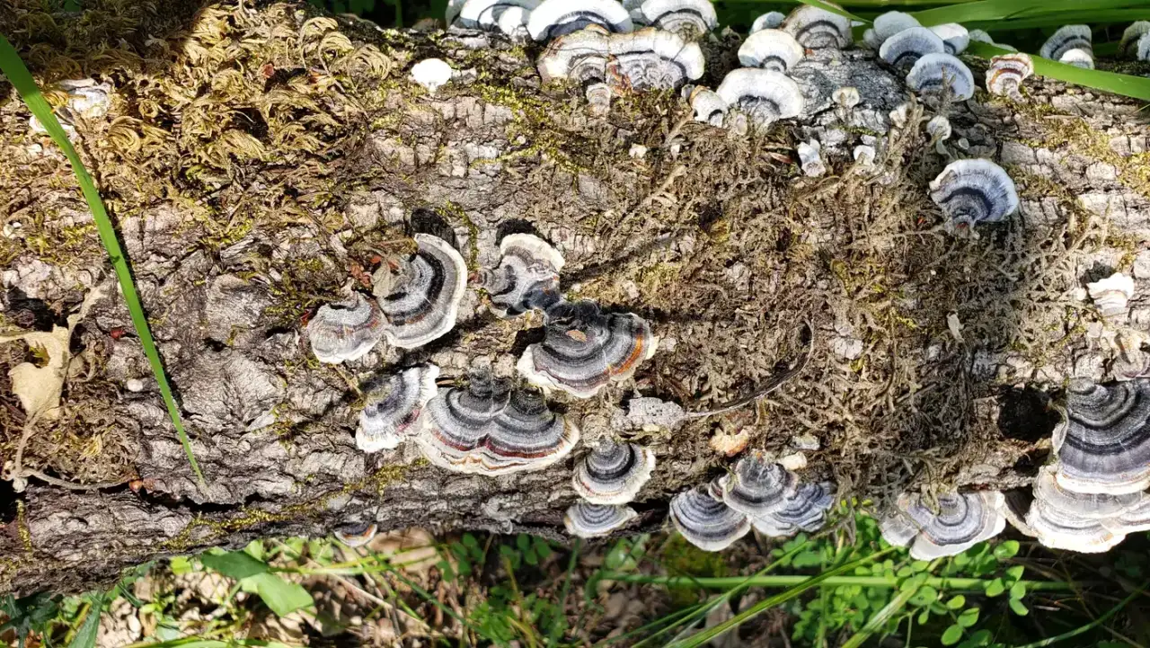 Fungi breaking down a fallen log