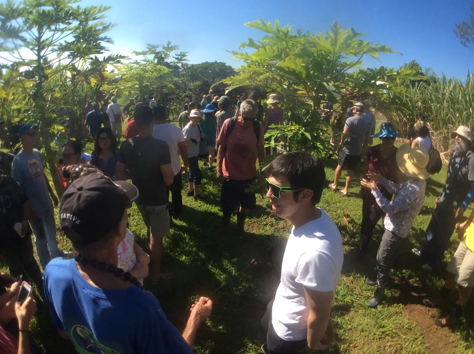 A crowd of growers gathered in a sunny papaya orchard for an outdoor lesson