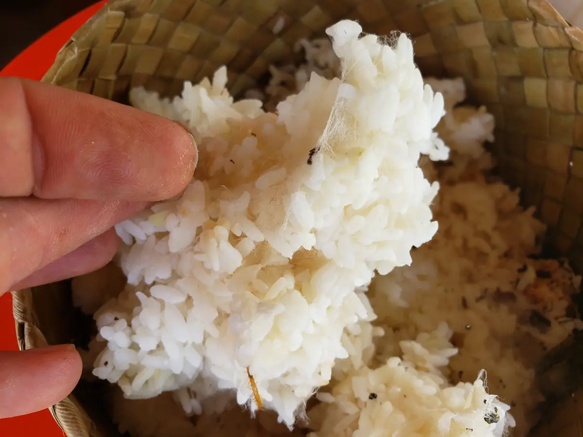 A hand holding cooked rice covered in fine white mold