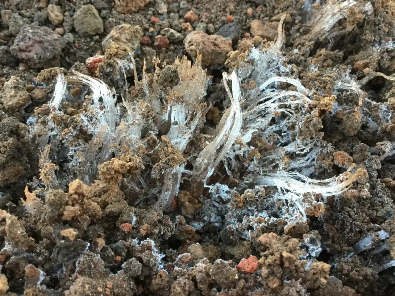 White fungal threads moving into fresh soil