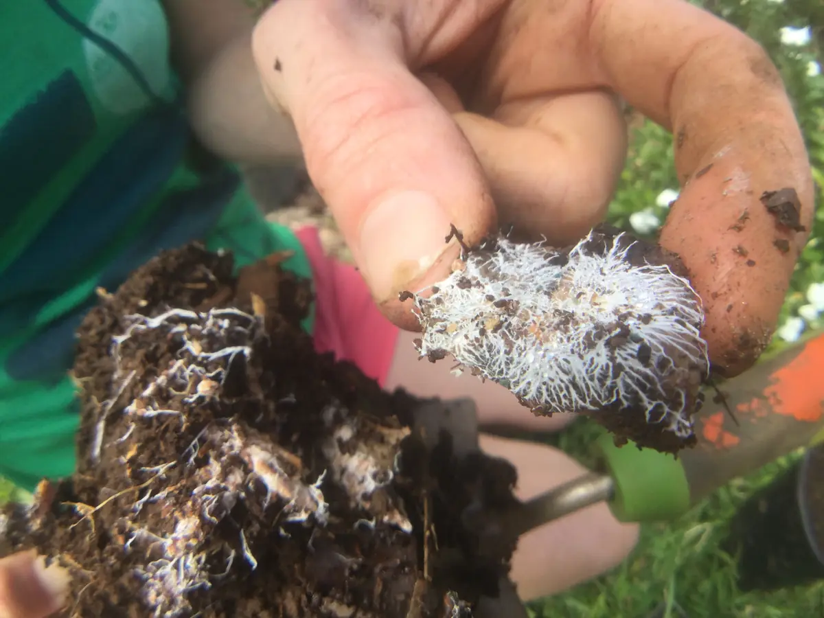 A hand lifting a clump of dark soil wrapped in thick white fungal threads