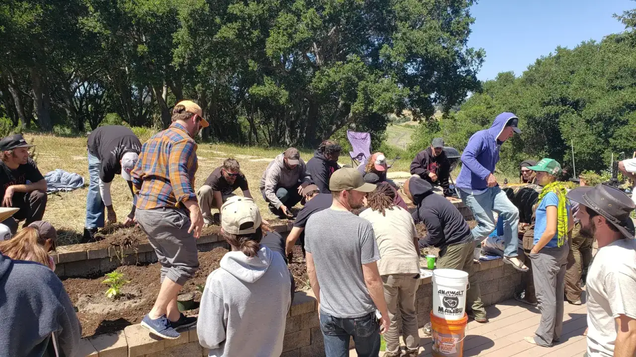 A group of growers bent over a raised bed, planting seedlings together