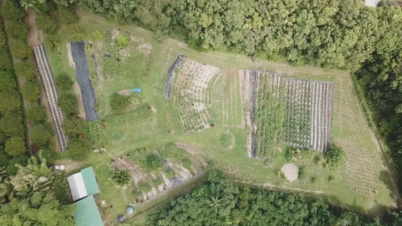 Aerial view of a Hawaiʻi farm laid out in rows and rectangular beds