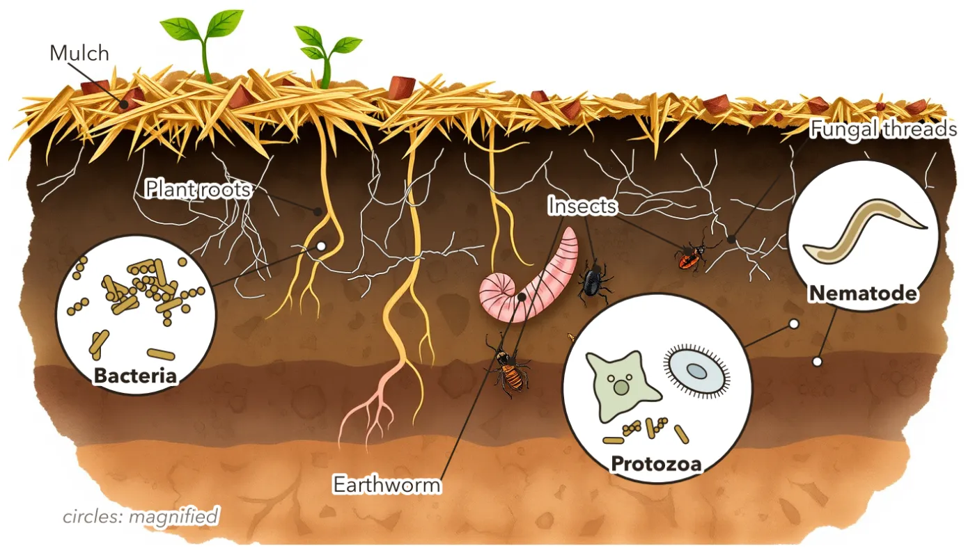 Cutaway drawing of living soil under mulch: plant roots, white fungal threads, an earthworm and insects, with magnified circles showing bacteria, protozoa and a nematode