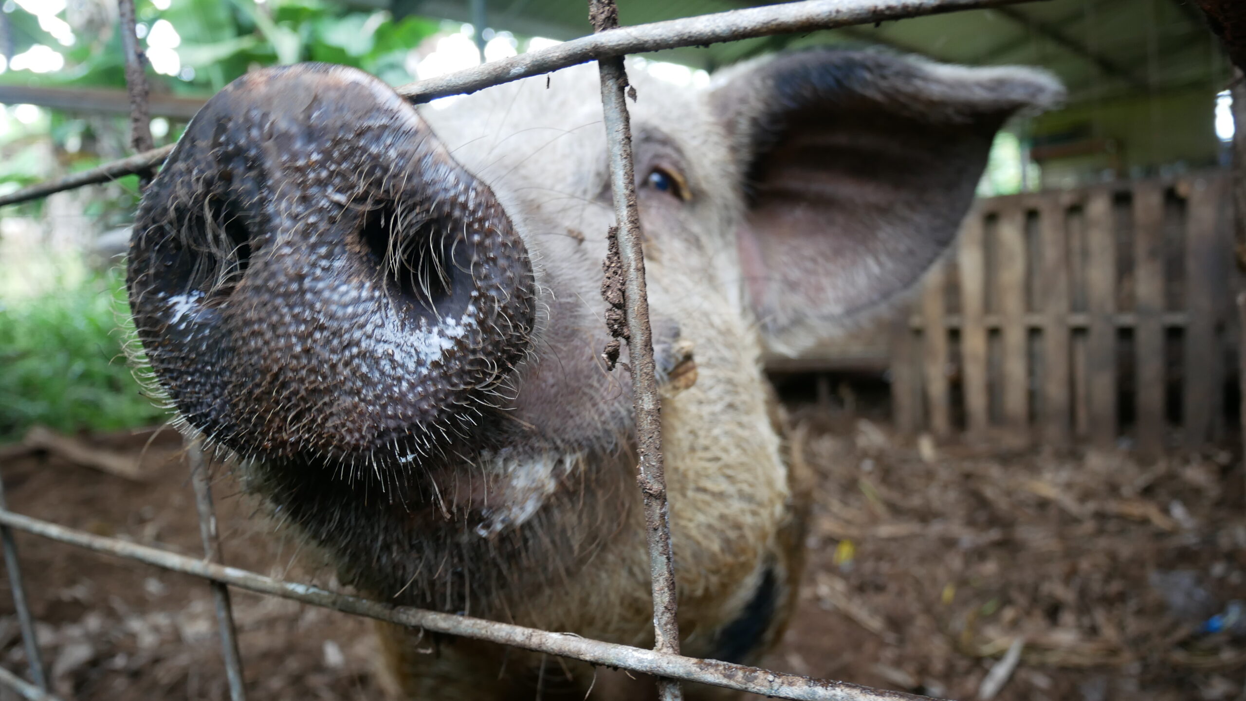 Mike DuPonte — KNF Livestock