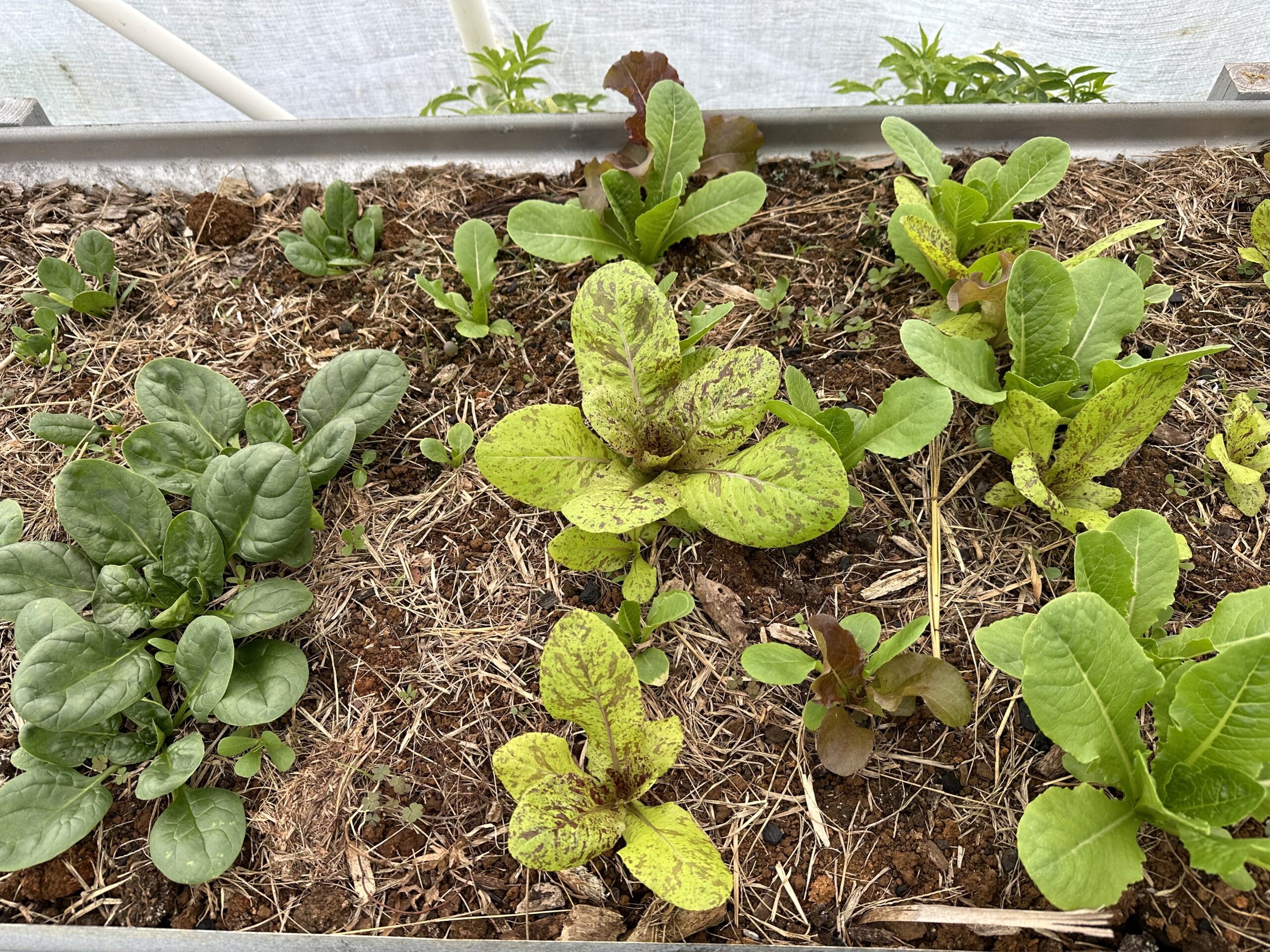 Lettuce grown with Korean Natural Farming methods