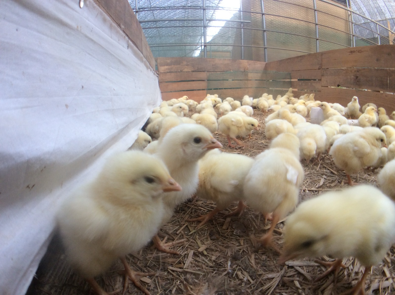 Chicks on KNF deep-litter bedding