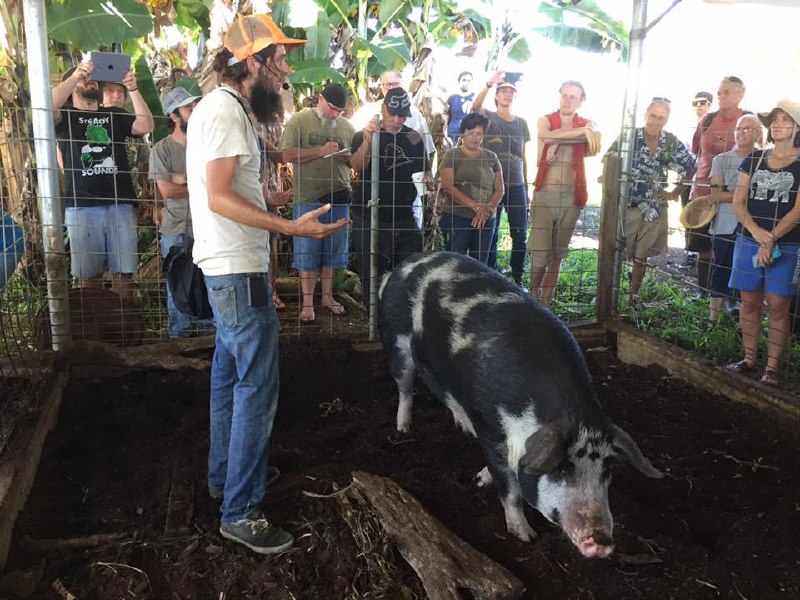 KNF natural pig farming demonstration